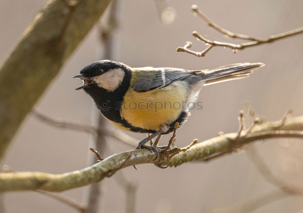 Similar – Nuthatch on a tree trunk