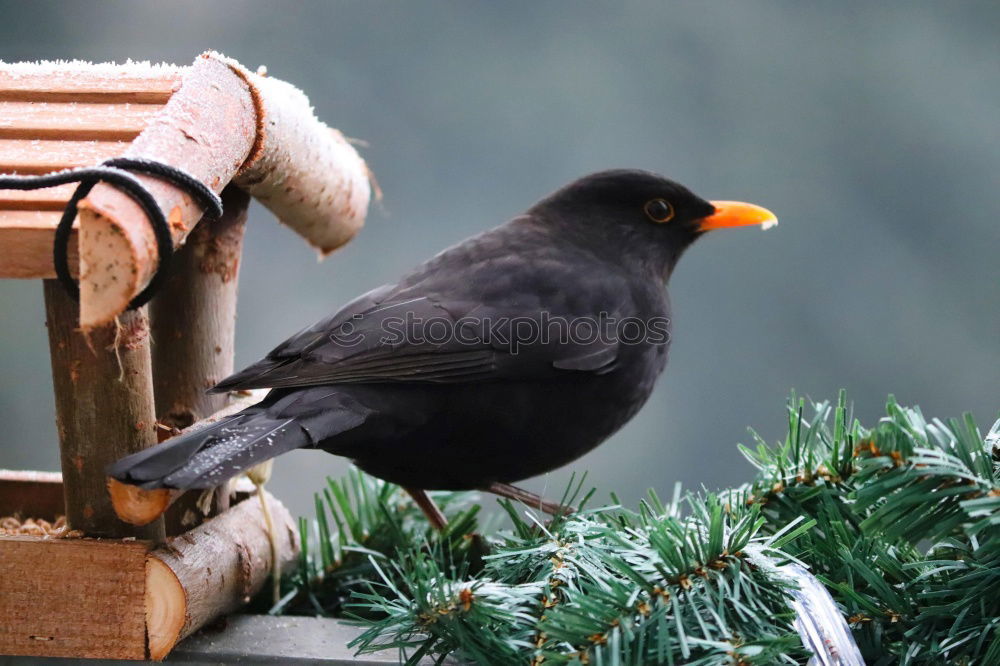 Similar – Foto Bild Amselchen. Natur Sträucher