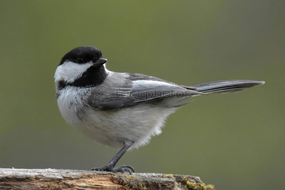 Similar – Image, Stock Photo beautiful garden bird at feeder