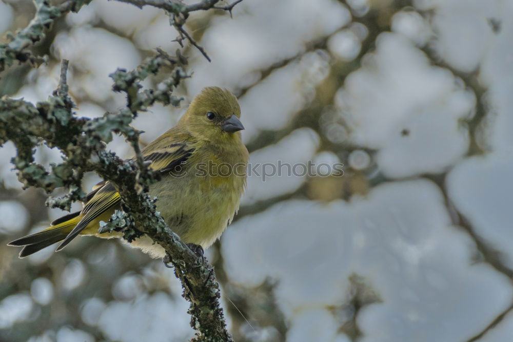 Similar – Image, Stock Photo Jay looks around Nature
