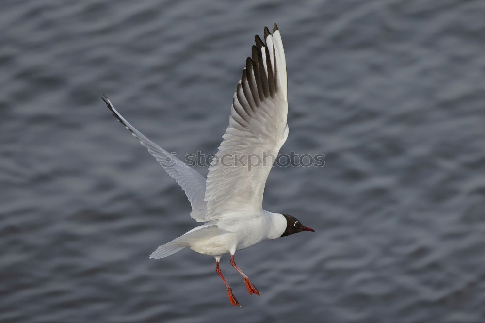 Similar – Foto Bild bird flew by Umwelt Natur