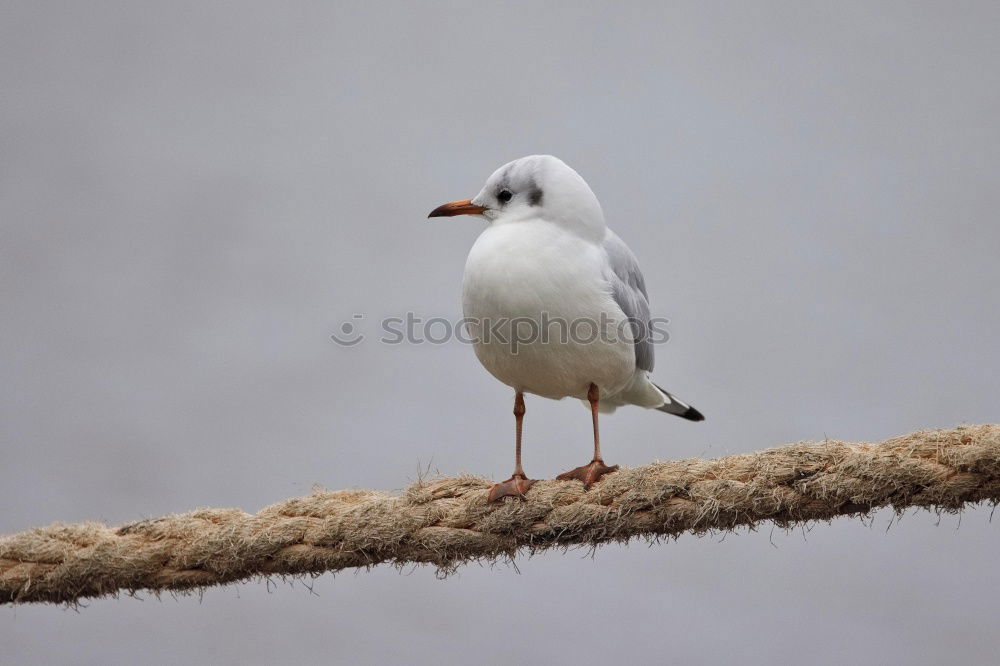 Similar – Image, Stock Photo A sea rat rarely comes alone