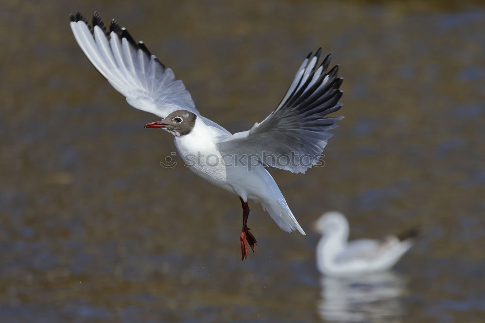 Similar – Foto Bild Futterneid Vogel Möwe Tier