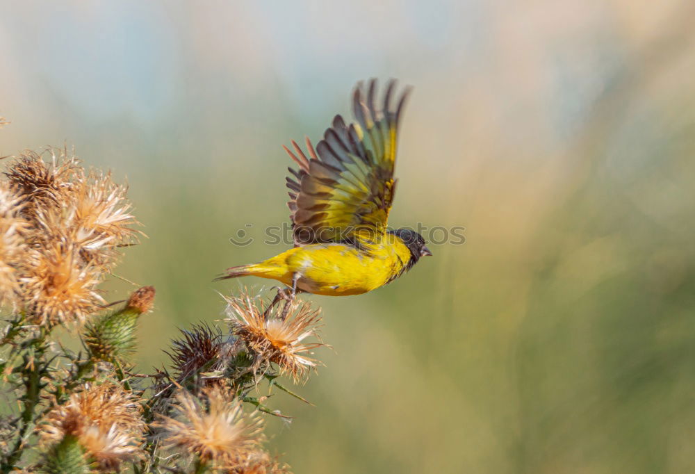 Similar – Image, Stock Photo Yellow weaver bird building a nest