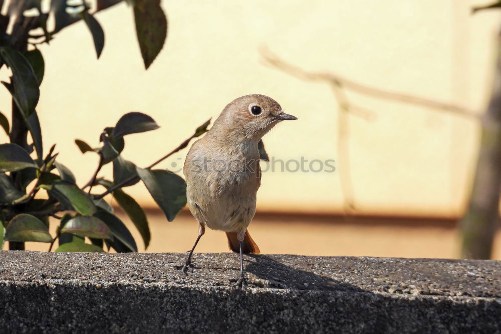 Similar – Begegnung im Garten