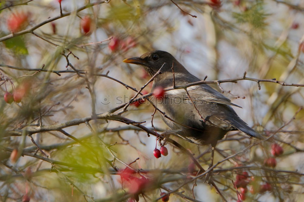 Image, Stock Photo A blackbird sits in an ornamental apple bush