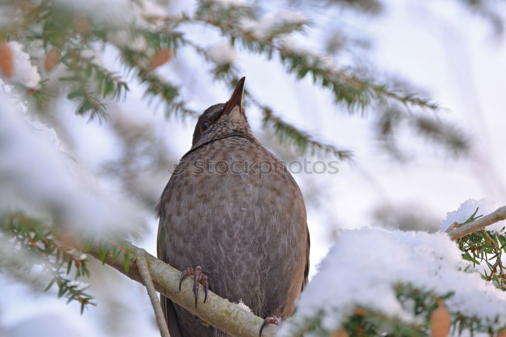 Blackbird in the snow