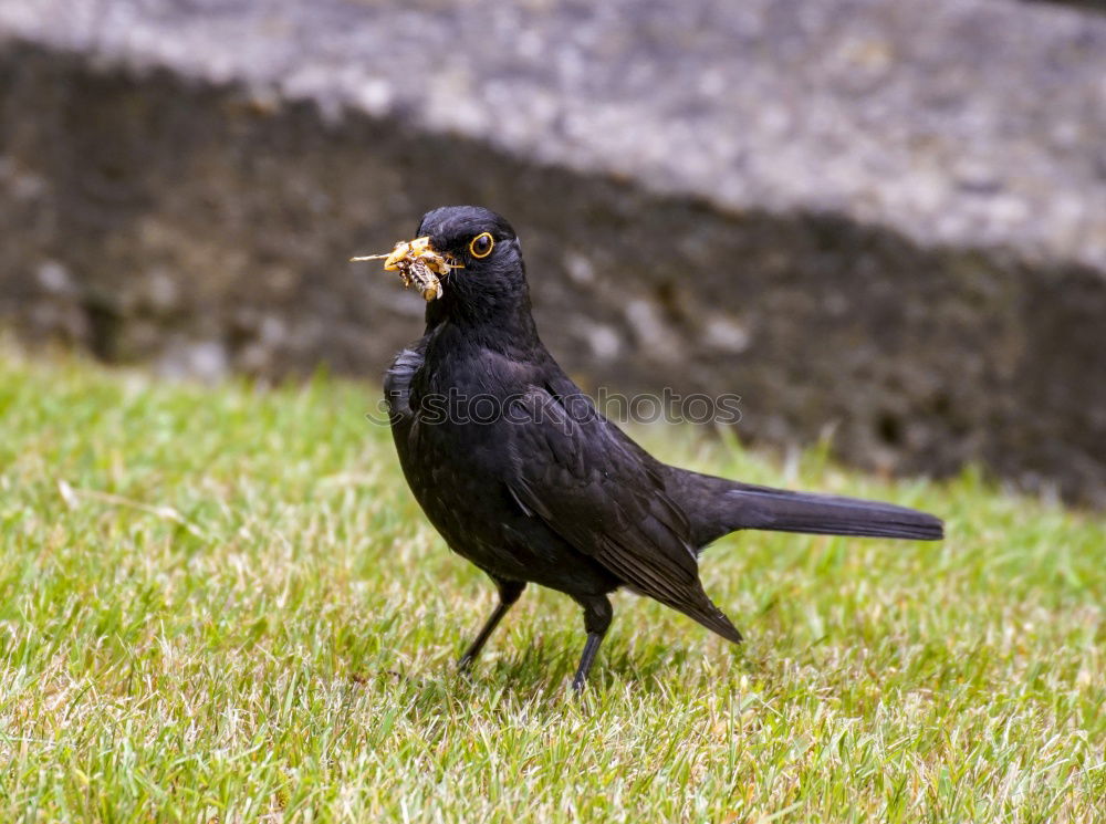 Foto Bild Armes Würmchen Amsel