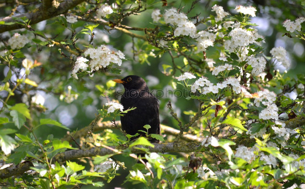 Similar – Image, Stock Photo Common blackbird eating rowan berries