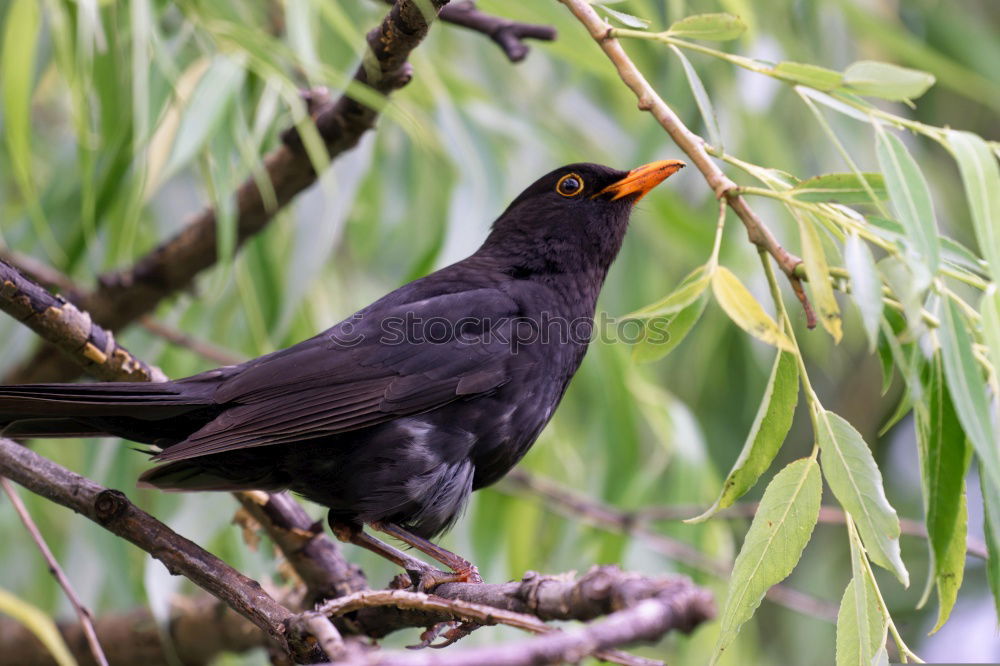 Similar – Image, Stock Photo Blackbird in a tree