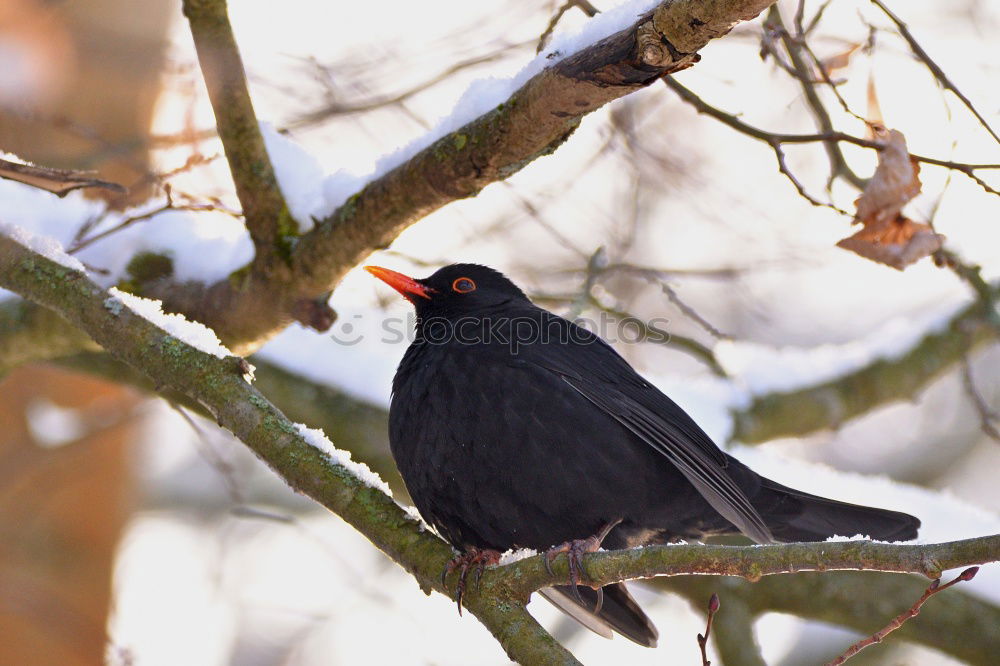 Similar – Blackbird in a sunny tree