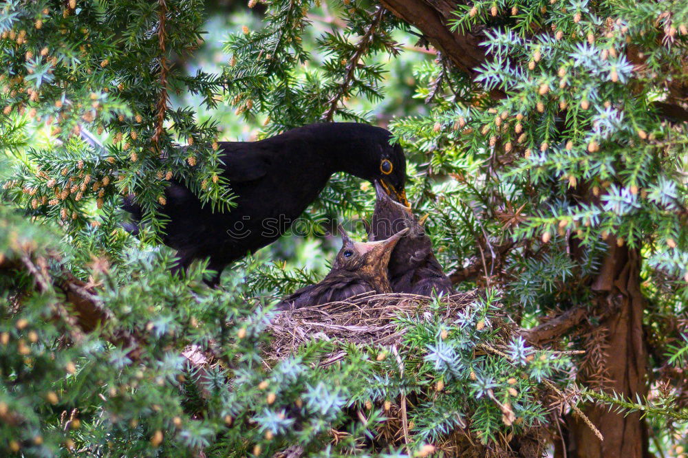 Blackbird Cock-blackbird-hungry-blackbird-IMG_2096