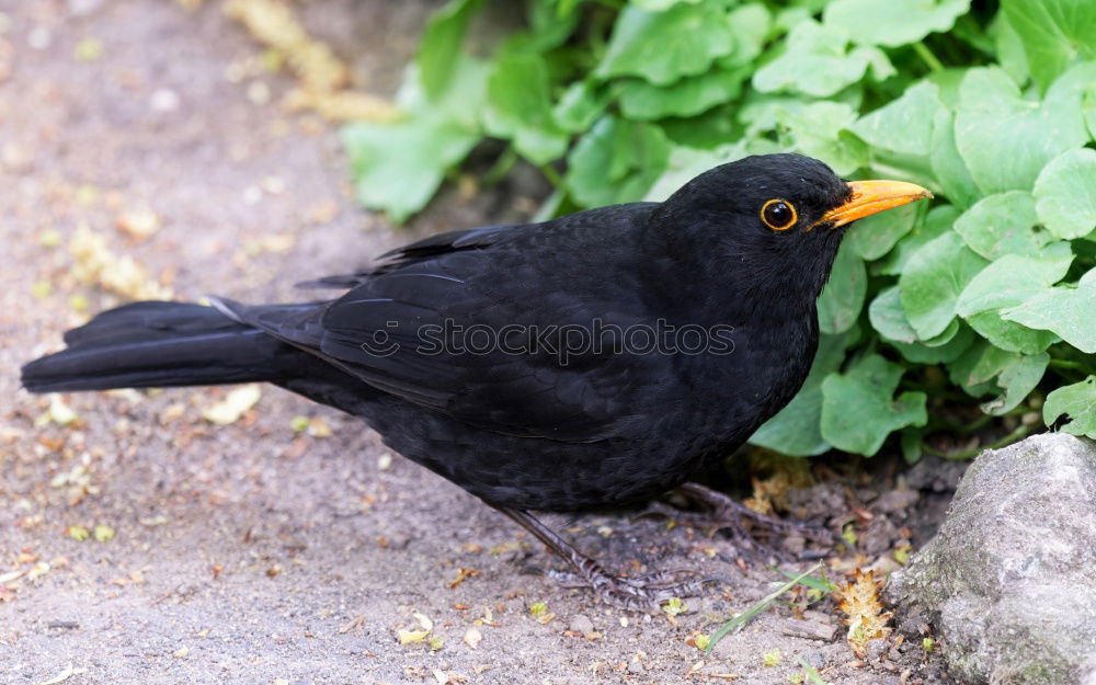 Similar – Foto Bild Armes Würmchen Amsel