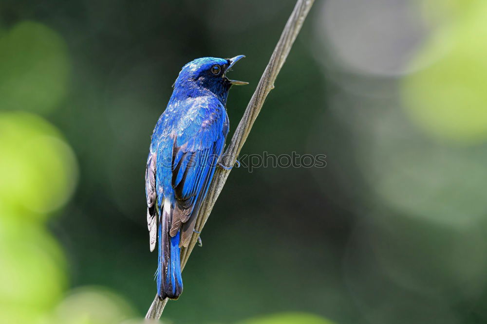 Similar – Image, Stock Photo A colorful Superb Starling in Tanzania