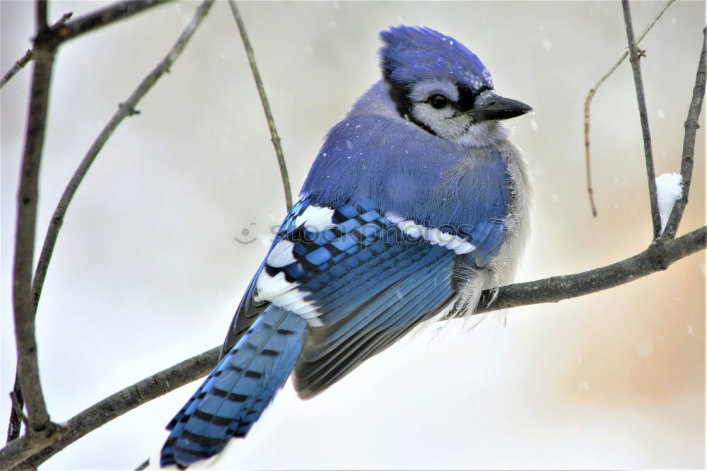 Similar – Jay in the snow