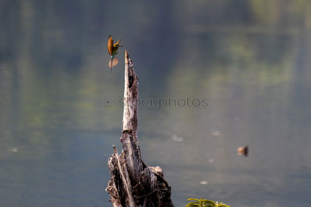 Similar – Superficial Water Cork