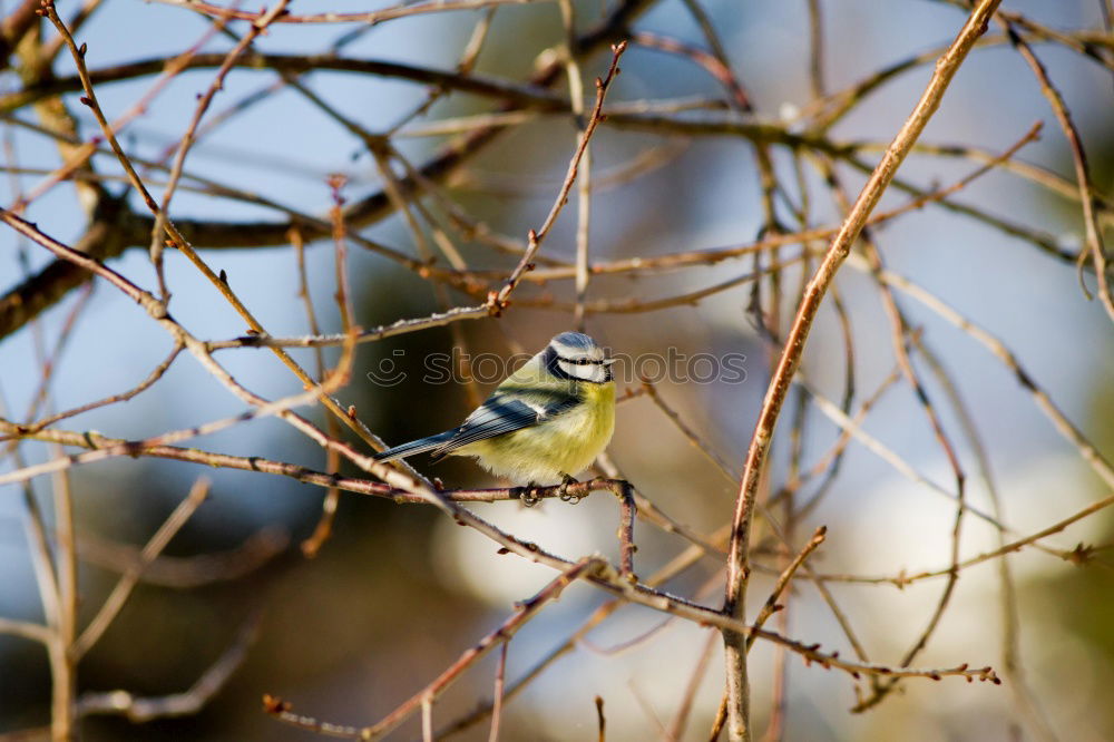 Similar – Foto Bild Vogel guckt aus sein Vogelhaus