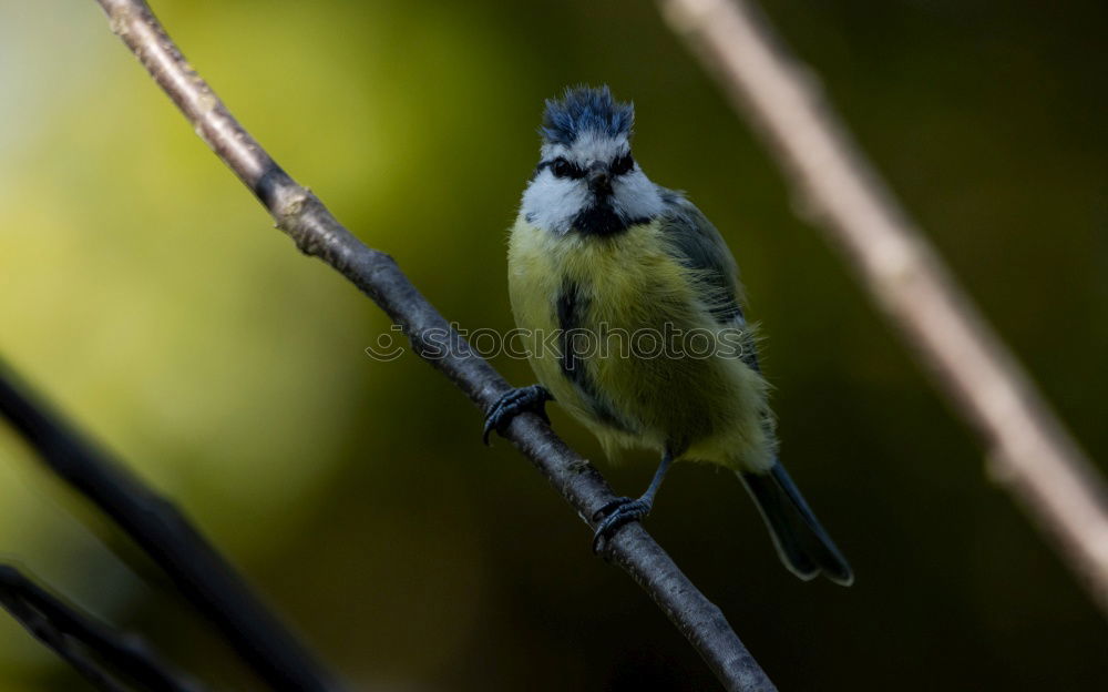Similar – Image, Stock Photo Blue Tit Animal Bird Wood