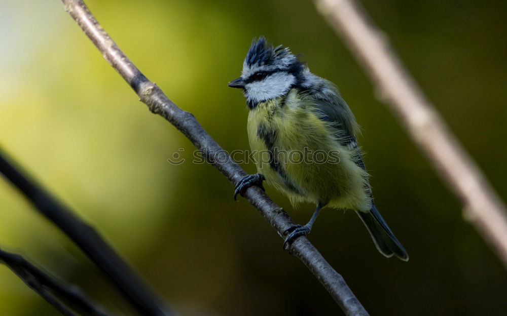 Similar – Image, Stock Photo Tousled Great Tit Nature