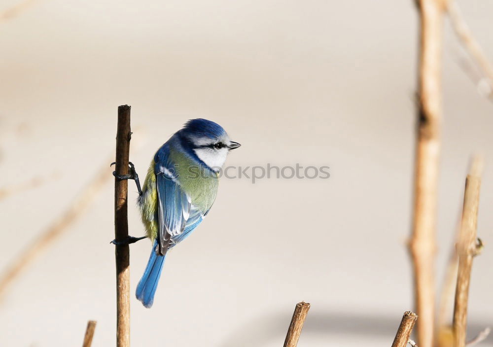 Similar – Image, Stock Photo Blue tit on a branch