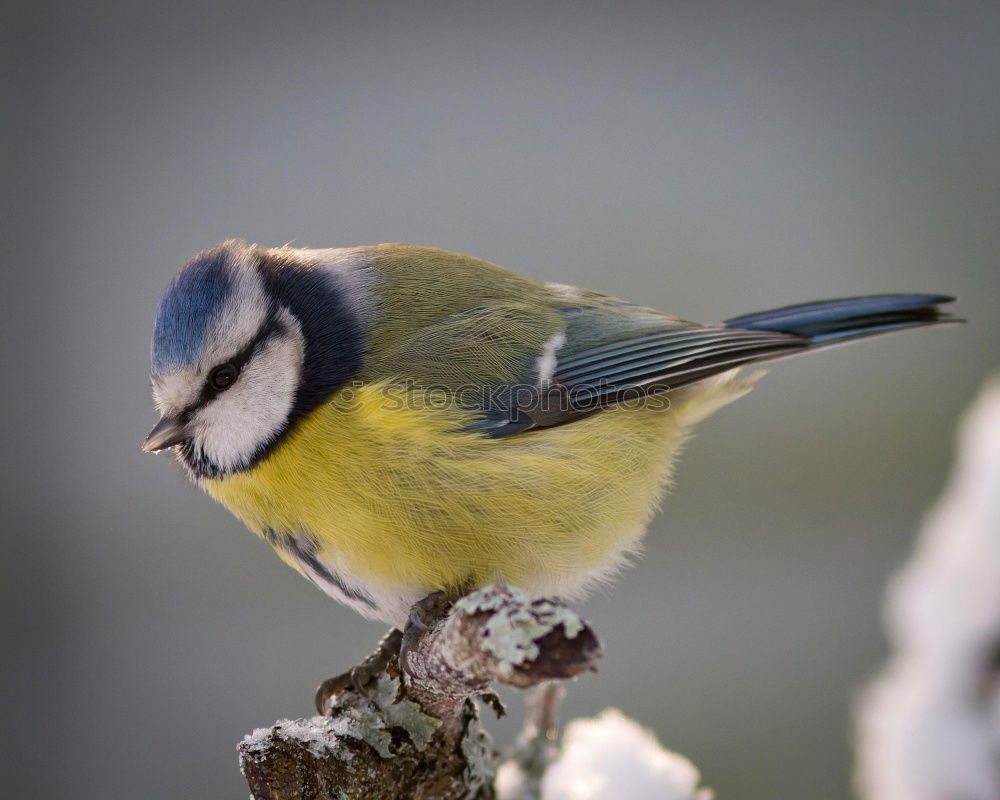 Similar – Image, Stock Photo Blue Tit Portrait Nature