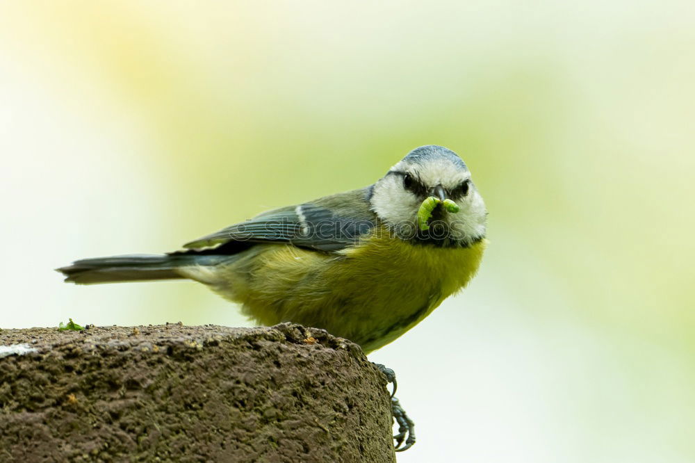 Similar – Image, Stock Photo Curious-looking blue tit