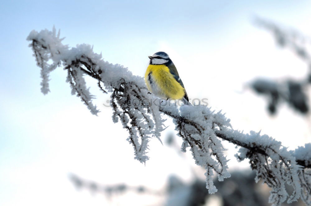 Similar – Image, Stock Photo Yellowhammer in the snow