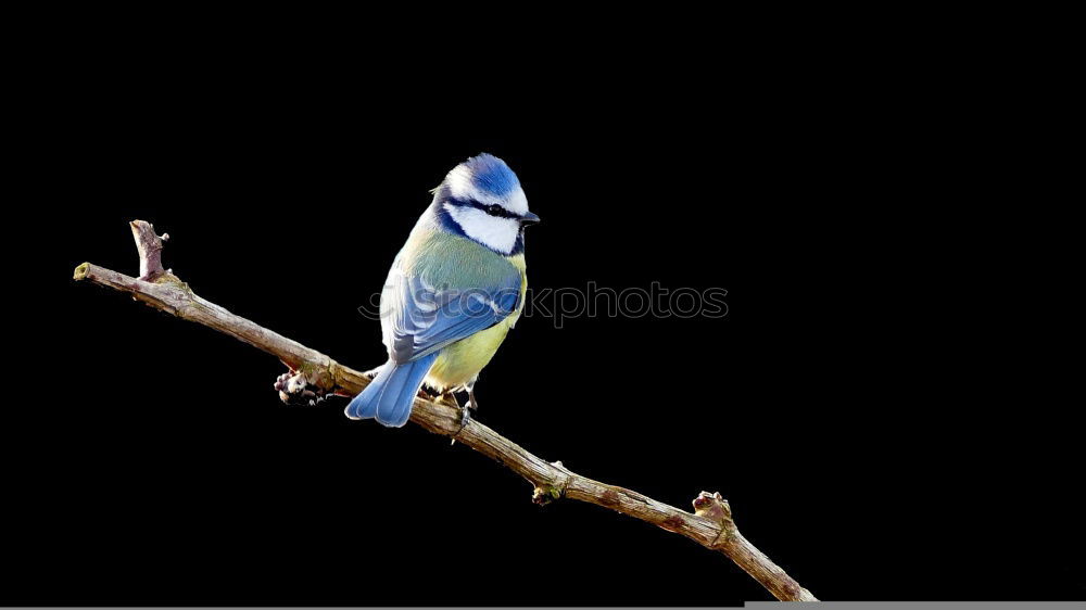 Image, Stock Photo A blue tit at a feed house shortly before departure