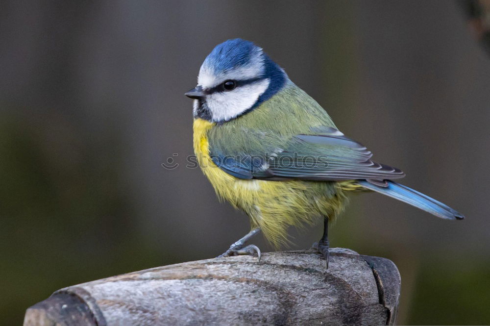 Similar – Image, Stock Photo Blue Tit Portrait Nature