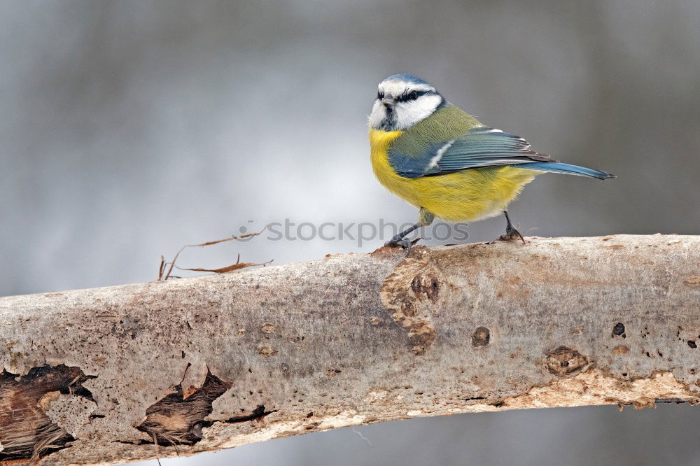 Similar – Blue tit in the evening sun