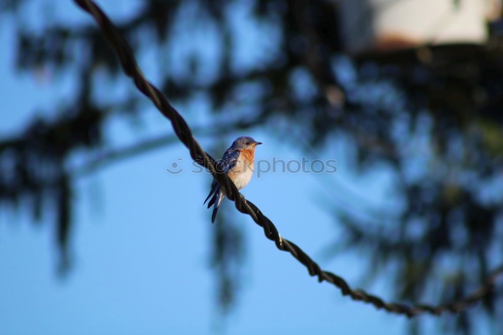 Similar – Image, Stock Photo No.x6b Bird+branch+beautiful weather….