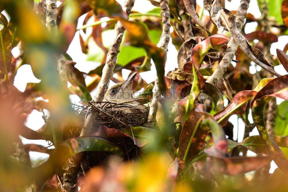 Similar – Image, Stock Photo Cat sitting on a tree between leaves