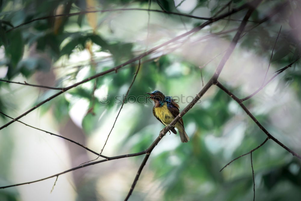 Similar – Foto Bild Vogel guckt aus sein Vogelhaus