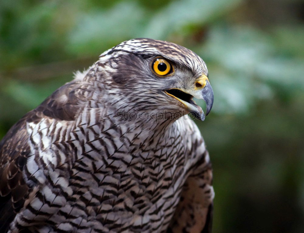 Similar – Yellow-billed Kite