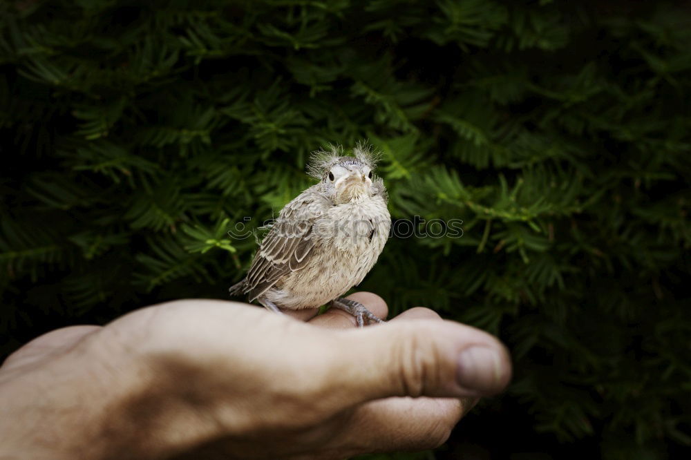 Similar – Image, Stock Photo feeding time Hand Fingers