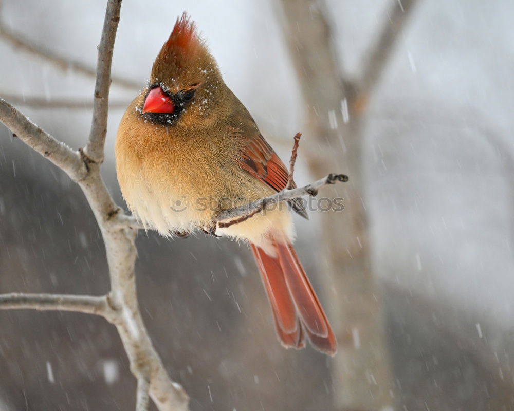 Similar – Jay in the snow