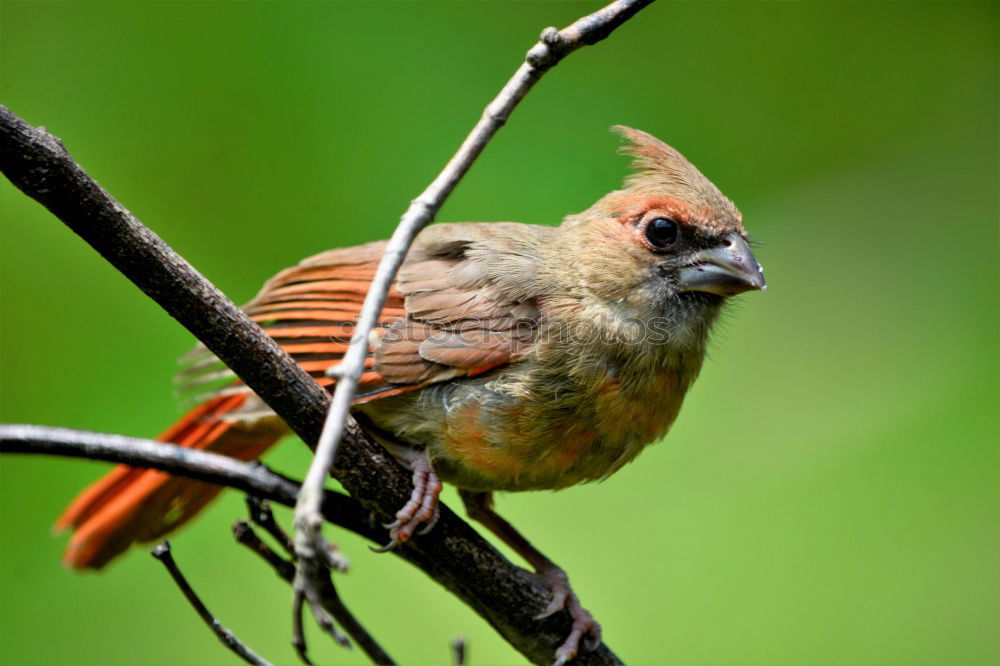 Similar – Image, Stock Photo Big bird Nature Landscape