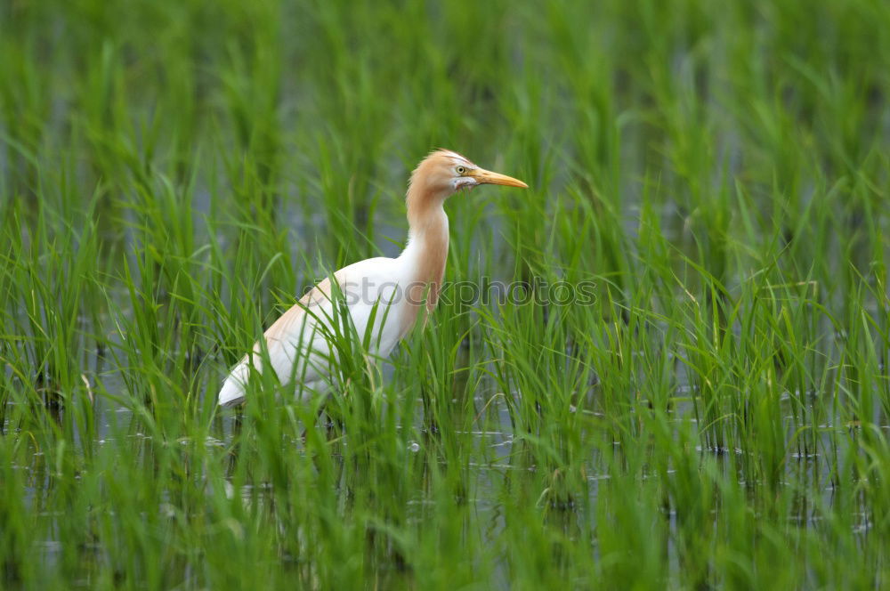 Similar – Image, Stock Photo stork’s eye Environment