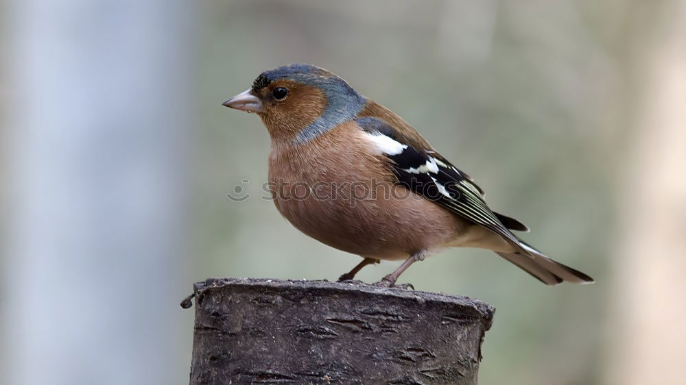 Similar – Image, Stock Photo garden bird on a stump