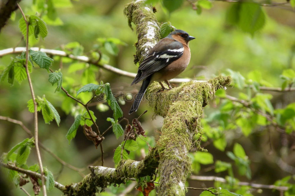 Similar – Full attention Chaffinch