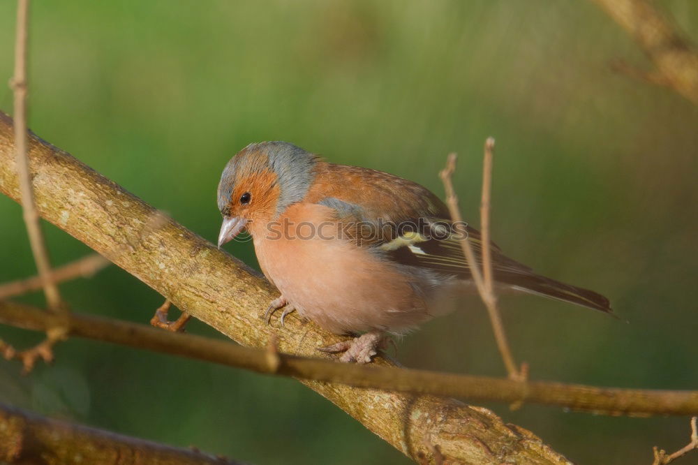 Similar – Nuthatch on a tree trunk