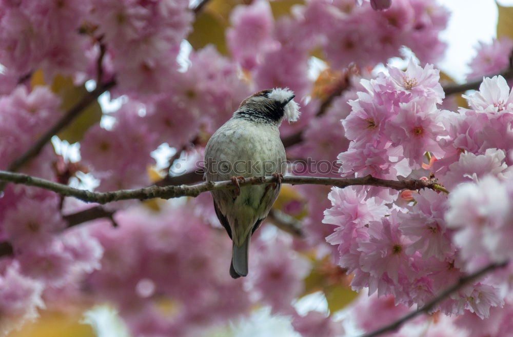 Similar – Image, Stock Photo titmouse spring