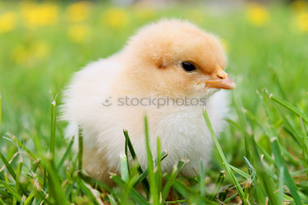 Similar – Image, Stock Photo hen Nature Sun Summer