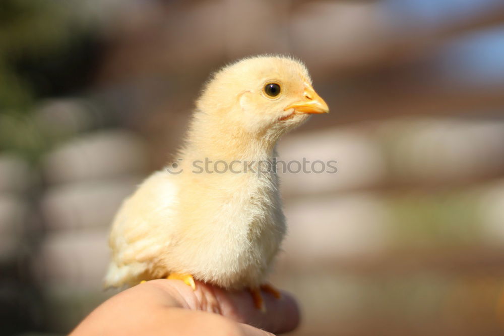 Similar – Image, Stock Photo Duckling in the hands of a girl