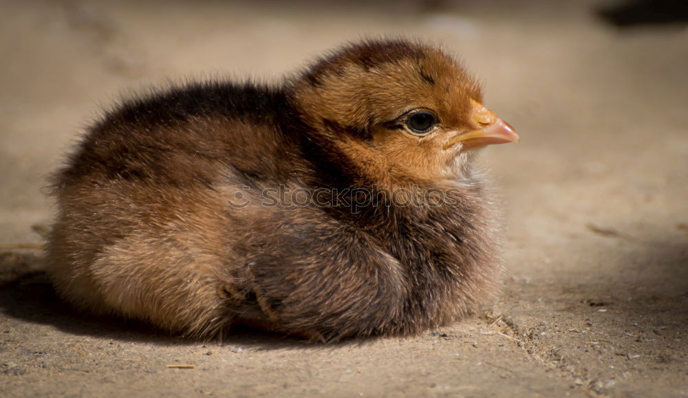 Similar – favourite place Barn fowl