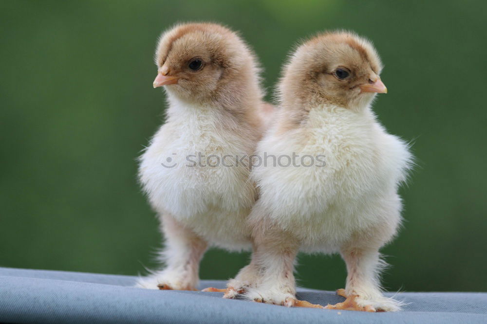 Similar – Image, Stock Photo two white turkeys strolling on a farm