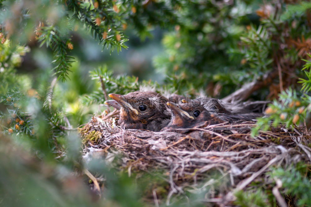 Image, Stock Photo Blackbird-females-over-chick-bag_MG_1748