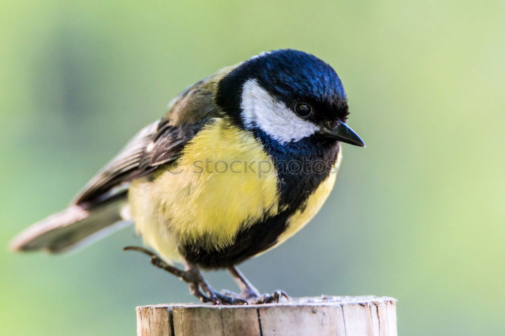 Similar – Image, Stock Photo Curious-looking blue tit