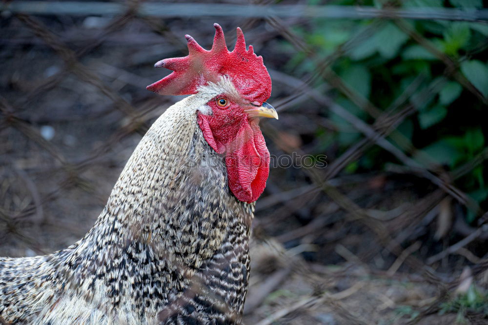 Huhn am Fenster Haushuhn