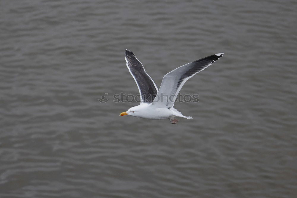 Similar – Foto Bild bird flew by Umwelt Natur